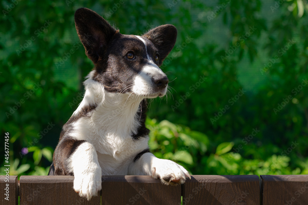 A small corgi dog in the fresh air. Dog close-up