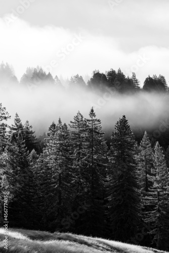 Dense fog running through a valley of trees