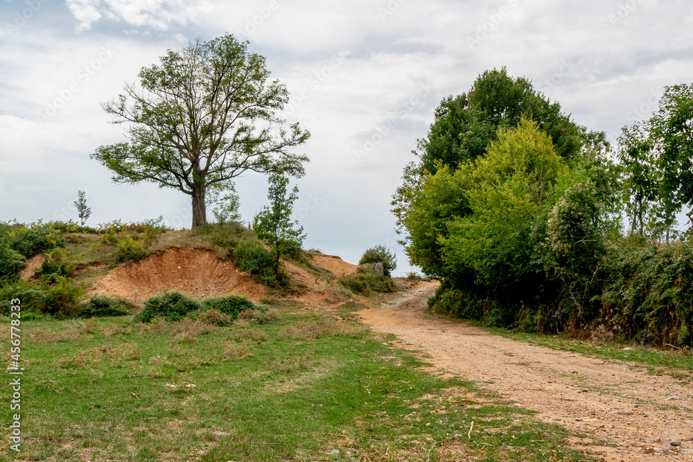Obraz premium Lonely tree on the hill, rural landscape. Albanian nature