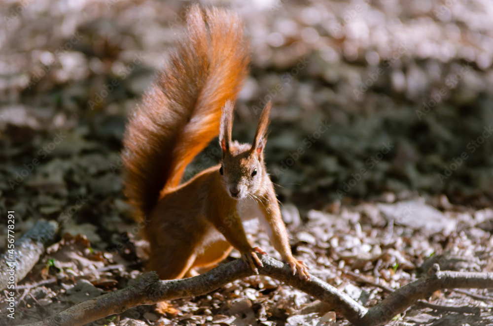 Bushy-tailed squirrel in the spring park	