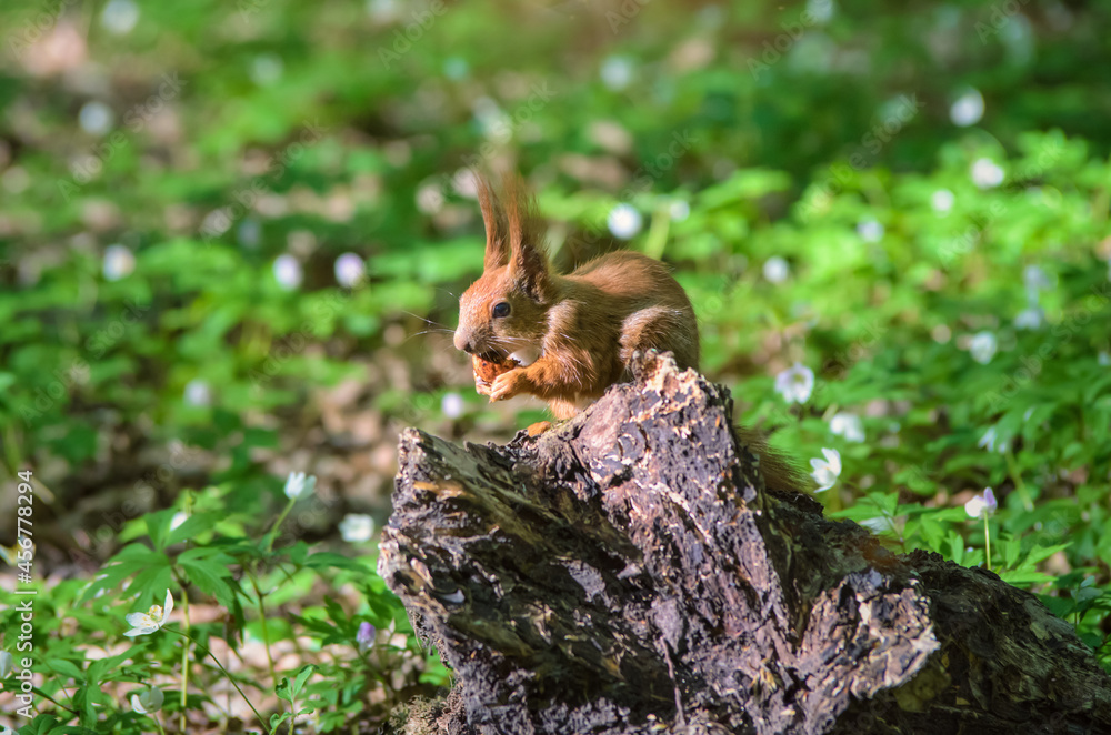 Bushy-tailed squirrel in the spring park Bushy-tailed squirrel in the spring park