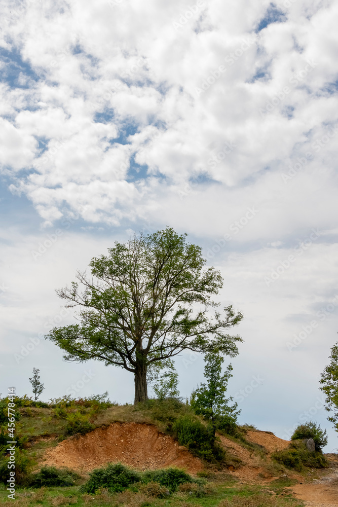 Obraz premium Lonely tree on the hill, rural landscape. Albanian nature