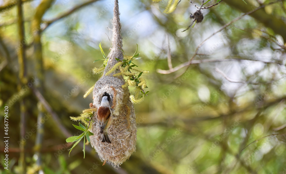 Beutelmeise baut sein Nest Beutelmeise baut sein Nest