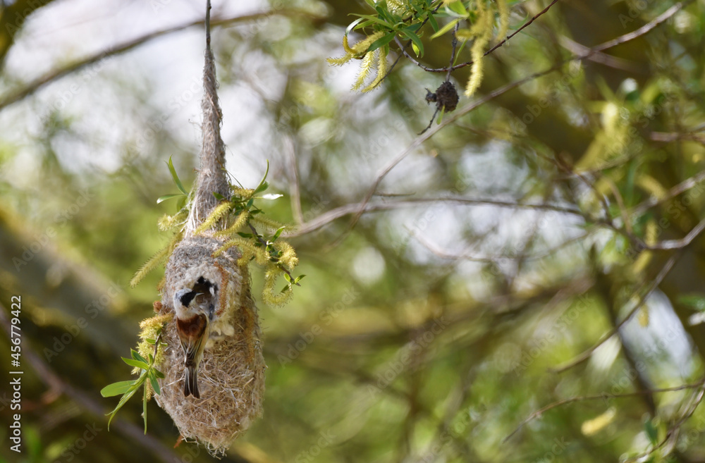 Fototapeta premium Beutelmeise baut sein Nest 