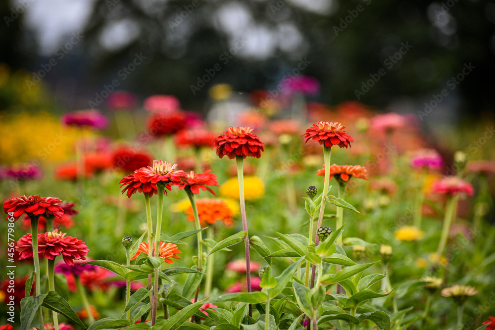 Red flowers - Depth of Field Red flowers - Depth of Field