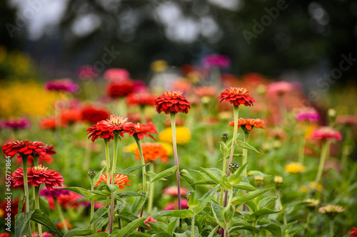 Red flowers - Depth of Field