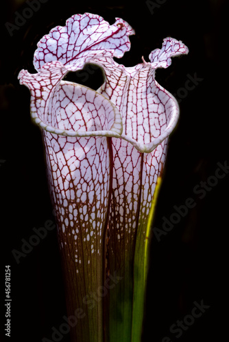 Pitcher Plants Against a Black Background photo