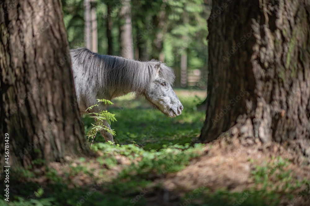 An elderly beautiful purebred pony walks through the woods. An elderly beautiful purebred pony walks through the woods.