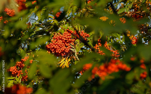 orange rowanberry on branch photo