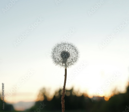 single dandelion flower