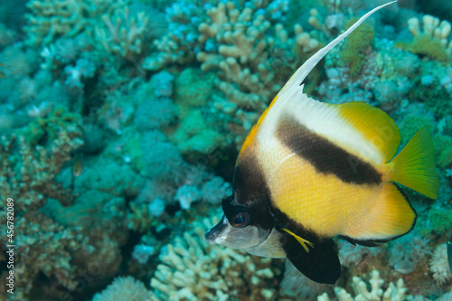 Fish of the Red Sea. Red Sea bannerfish