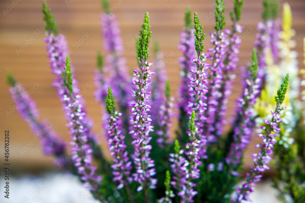 Heather calluna vulgaris, purple, close up. Heather calluna vulgaris, purple, close up.