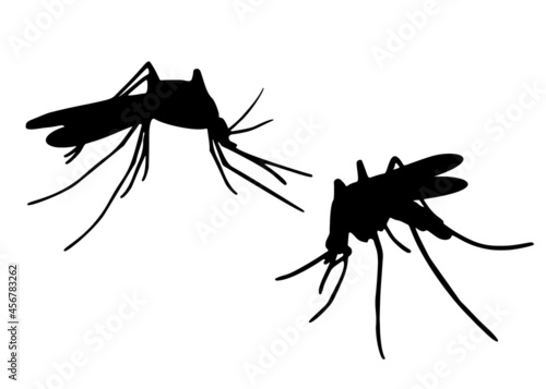 Mosquito insect. Vector image.