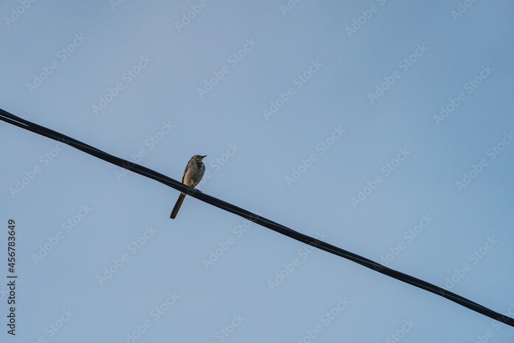 Motacilla alba or The White Wagtail on a wire. Motacilla alba or The White Wagtail on a wire.