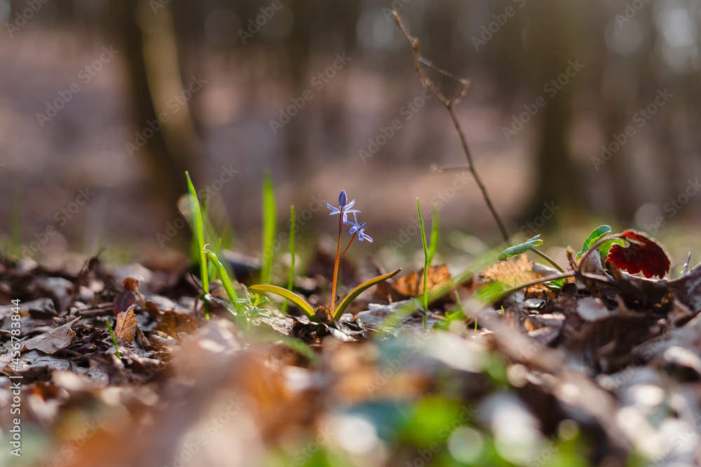Little blue flower in spring sunny forest. The first spring flowers on ...