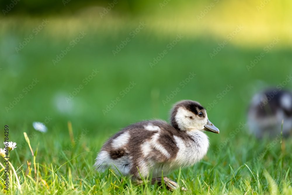 Fototapeta premium Cute Egyptian goose chicks walking on a meadow at the so called Kalscheurer Weiher, a pond in Cologne, Germany at a sunny day in summer.