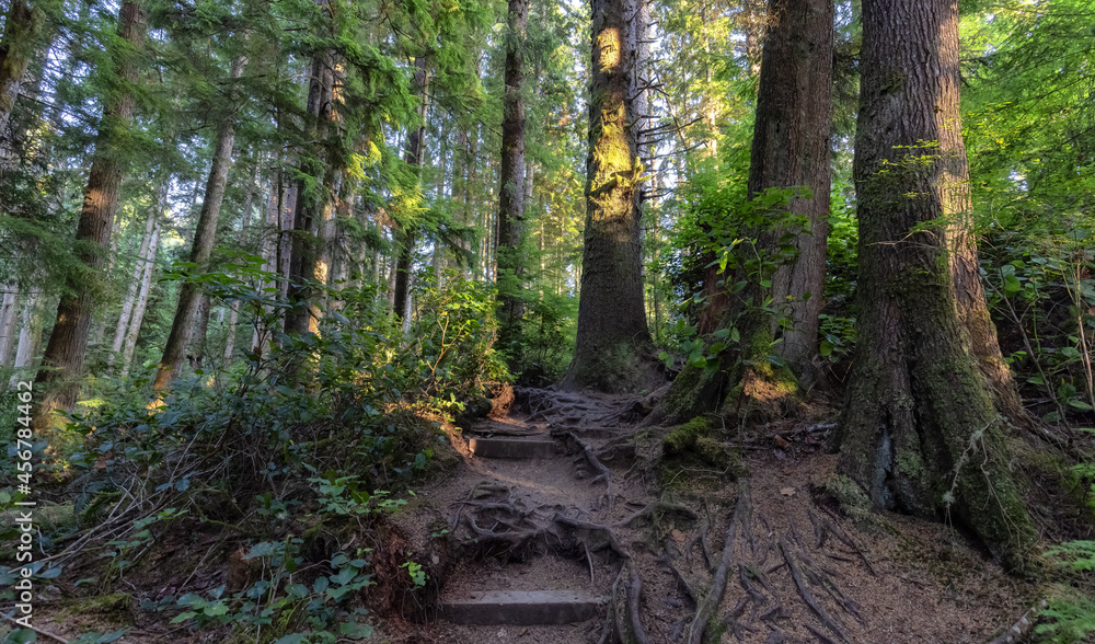 Obraz premium Hiking Path to Sandcut Beach in the Vibrant Rainforest and colorful green trees. Located near Victoria, Vancouver Island, British Columbia, Canada.