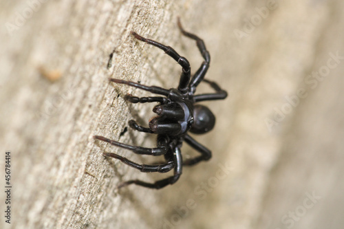 segestriidae black spider macro photo © Recep