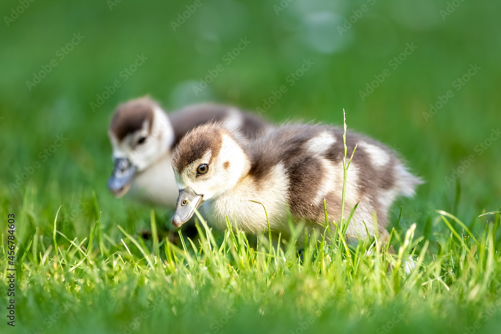 Cute Egyptian goose chicks walking on a meadow at the so called Kalscheurer Weiher, a pond in Cologne, Germany at a sunny day in summer.