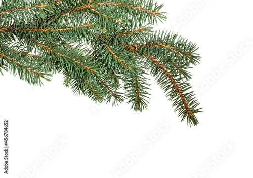 Fir tree branch isolated on white background. Pine.