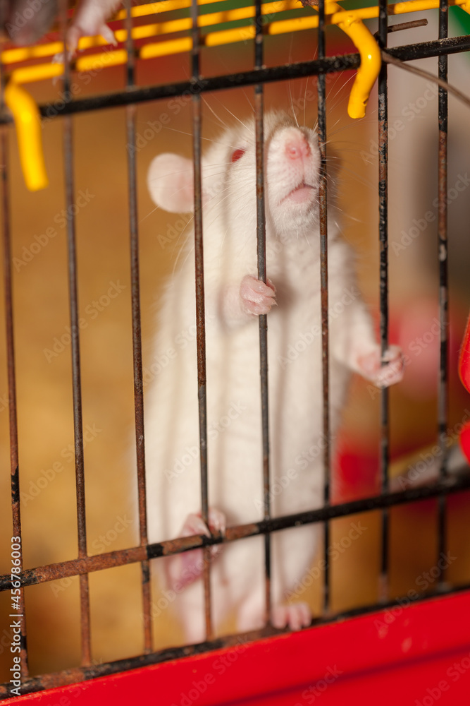 Obraz premium domestic rat in a cage
