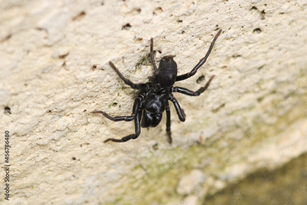 segestriidae black spider macro photo segestriidae black spider macro photo