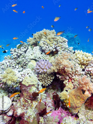 Fototapeta Naklejka Na Ścianę i Meble -  Colorful coral reef at the bottom of tropical sea, hard corals and fishes Anthias, underwater landscape