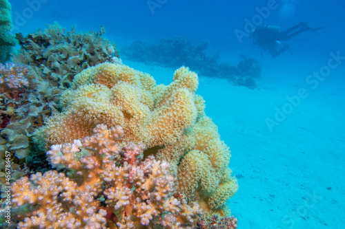Colorful, picturesque coral reef at the bottom of tropical sea, great yellow sarcophyton leather coral, underwater landscape