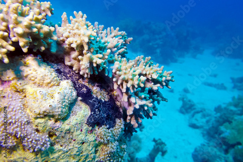 coral reef with soft coral at the bottom of tropical sea