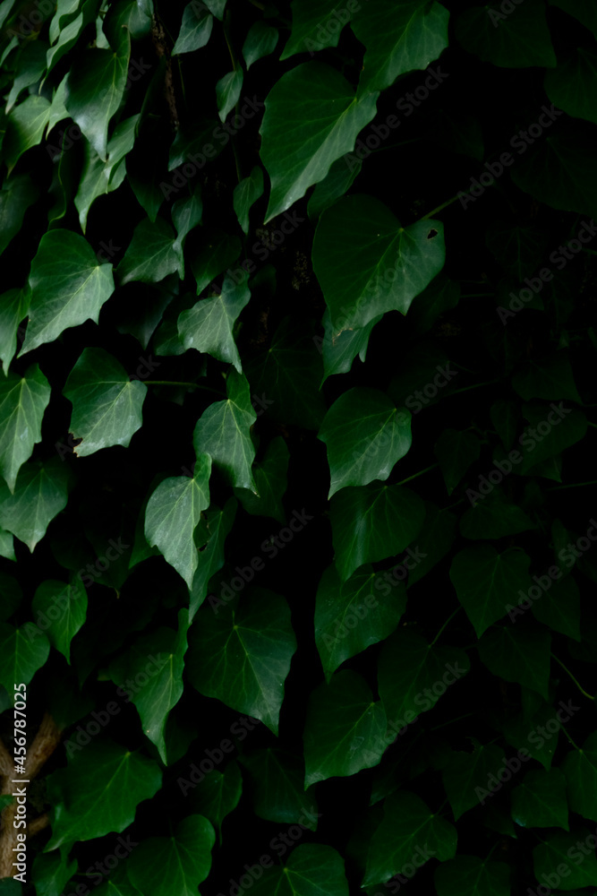 Close up of ivy leaves background Close up of ivy leaves background
