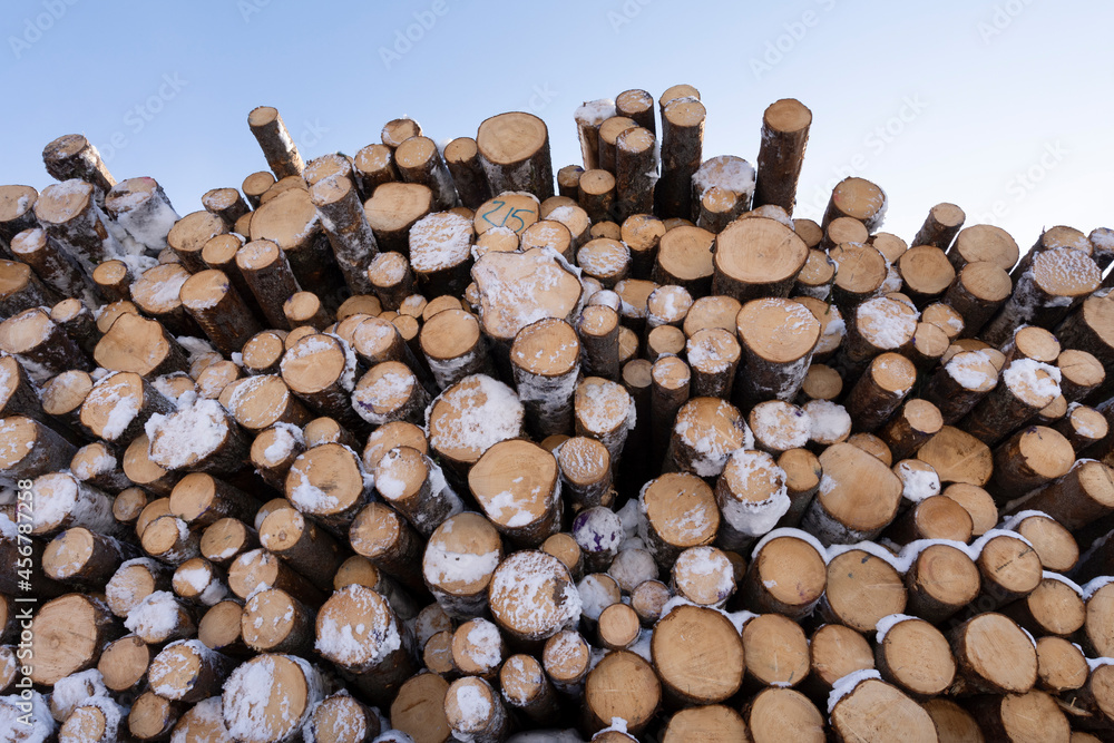 Pile of harvested wooden logs in forest, trees with blue sky above background Pile of harvested wooden logs in forest, trees with blue sky above background