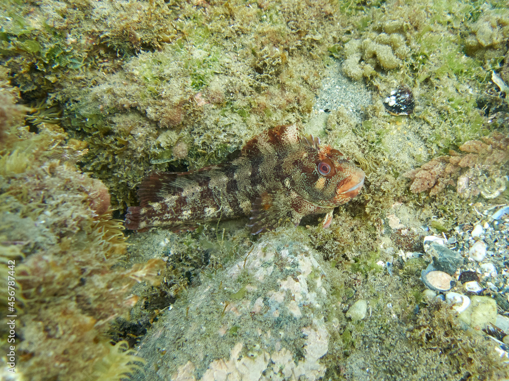 Tompot Blenny. Parablennius gattorugine Tompot Blenny. Parablennius gattorugine
