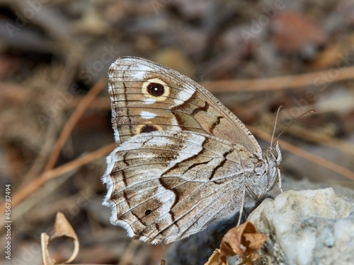 Butterfly in a natural environment. Hipparchia fidia      photo