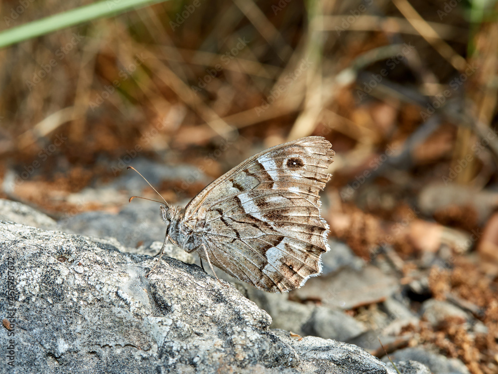 Obraz premium Butterfly in a natural environment. Hipparchia fidia 