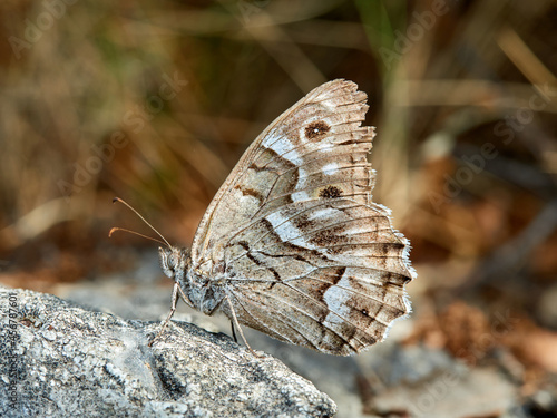 Butterfly in a natural environment. Hipparchia fidia      photo