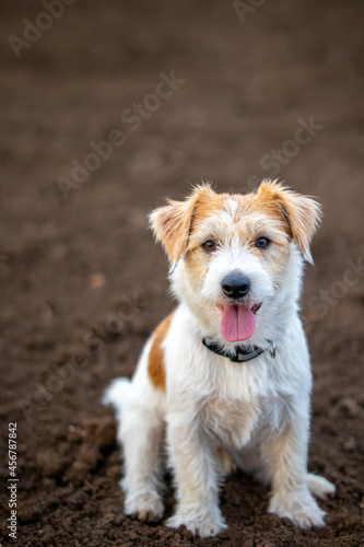 Portrait of Wire-haired Jack Russell Terrier on the background of the ground