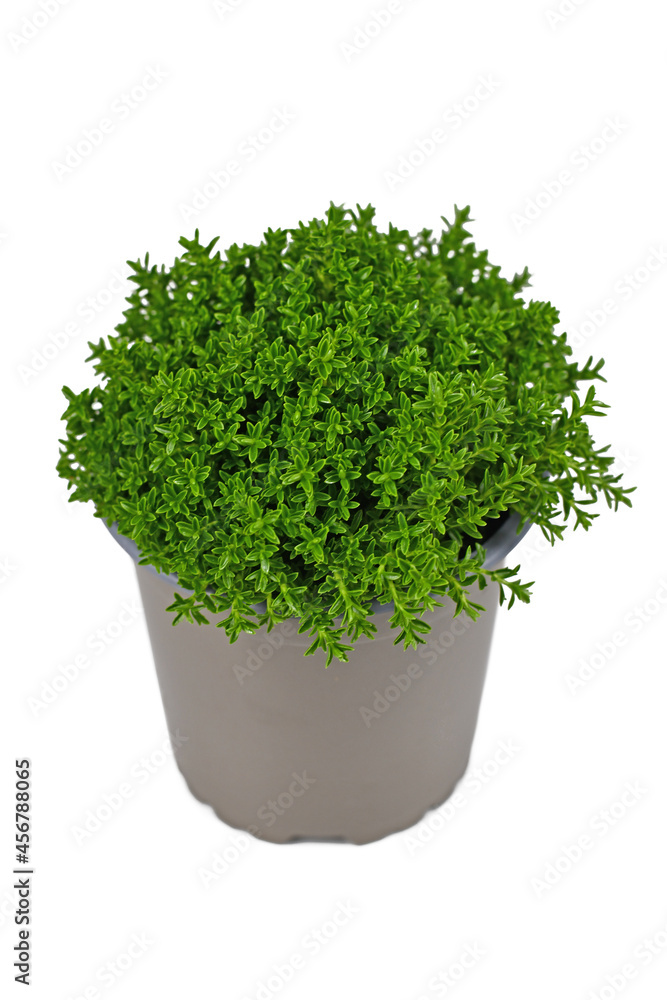 Potted 'Hebe Armstrongii' hybrid plant on white background Potted 'Hebe Armstrongii' hybrid plant on white background