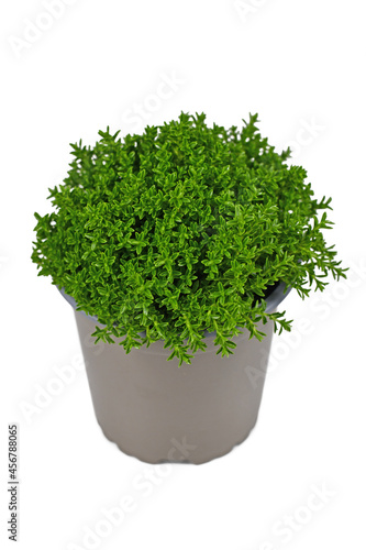 Potted 'Hebe Armstrongii' hybrid plant on white background