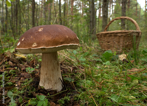 Edible mushroom in the forest on a sunny day, Boletus edulis.