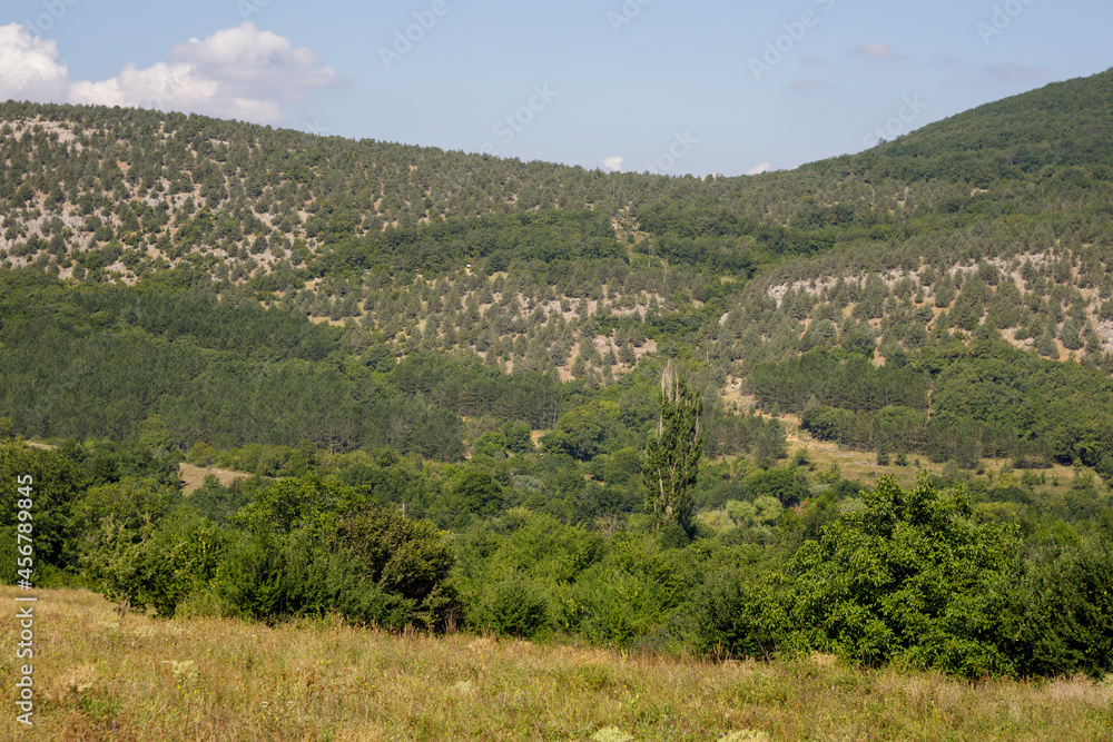 Fototapeta premium Grass meadow in the mountains covered with trees. Blue clear sky.