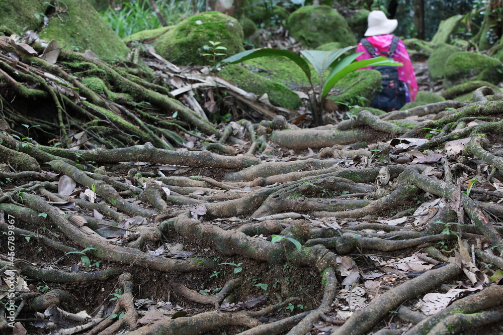 Tree roots in the forest covering the ground against the background of a person with a backpack in a hat a solitary female traveler walking along a hiking trail in a tropical woods Tree roots in the forest covering the ground against the background of a person with a backpack in a hat a solitary female traveler walking along a hiking trail in a tropical woods
