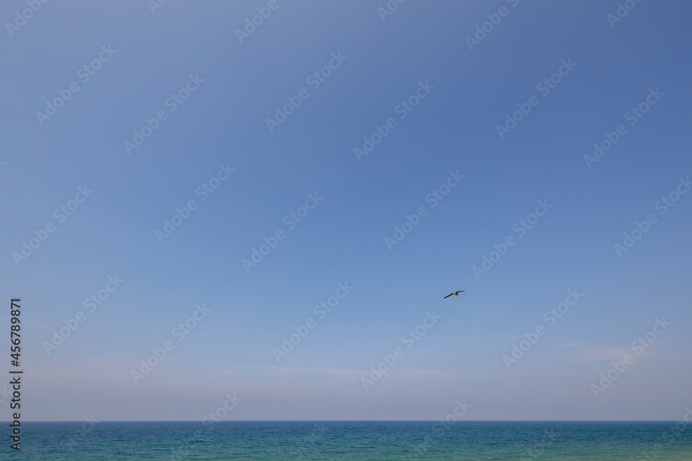Wonderful sunny weather on the Black Sea. Flying lonely bird. Minimalistic photo.