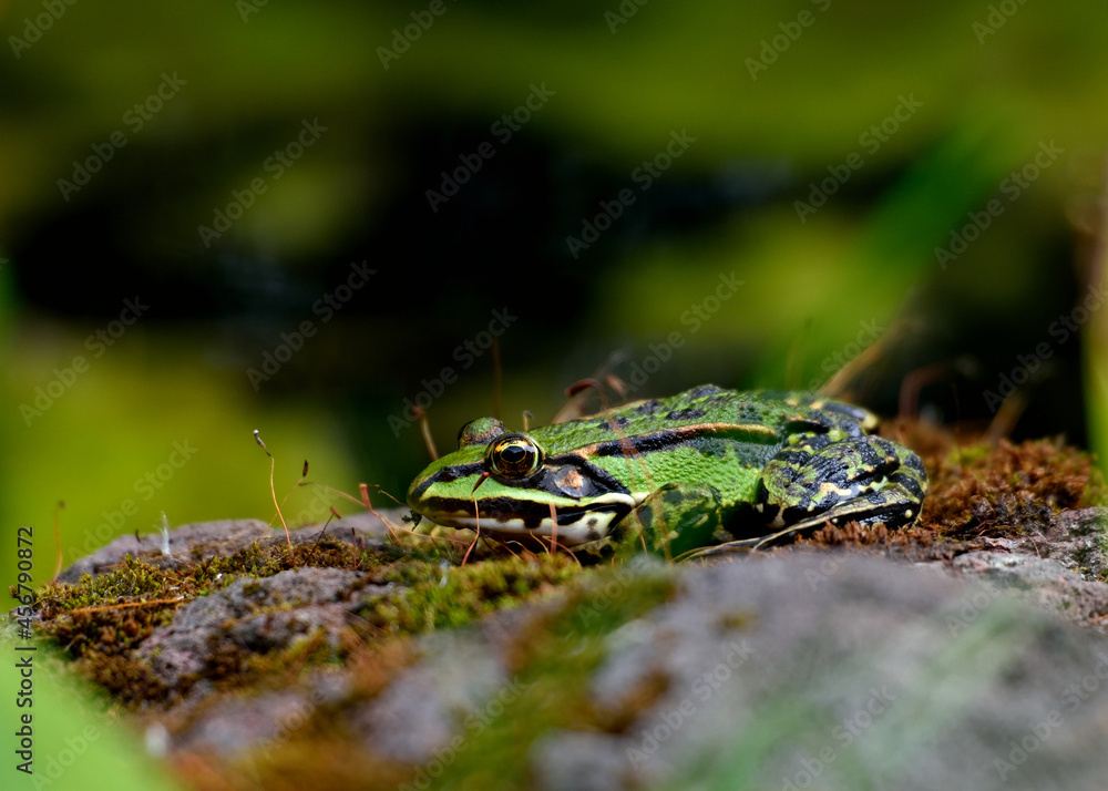 Frosch Frosch