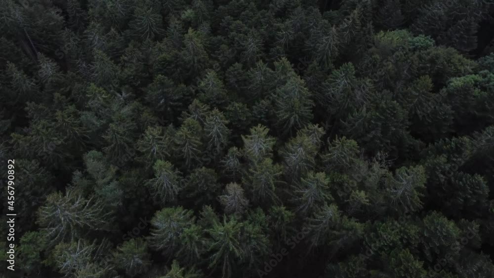 Aerial top down drone over dark evergreen forest slow move soft angle 4K Aerial top down drone over dark evergreen forest slow move soft angle 4K