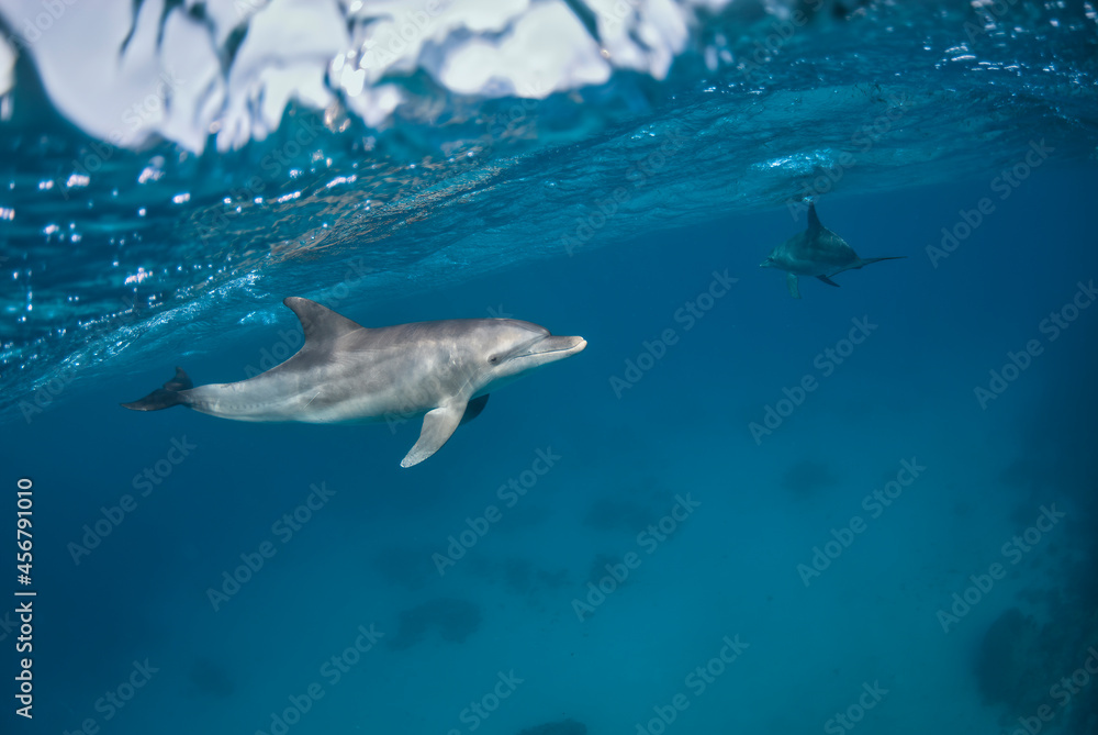 Fototapeta premium Indo-Pacific bottlenose dolphins (Tursiops aduncus) swimming under the sea surface, in a sandy bottom
