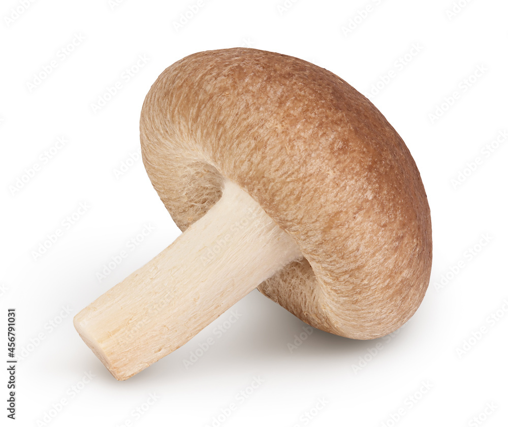 Fresh Shiitake mushroom isolated on white background with clipping path and full depth of field. Fresh Shiitake mushroom isolated on white background with clipping path and full depth of field.