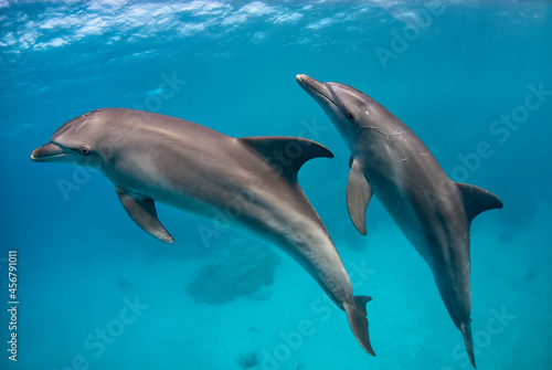 Tablou canvas Couple of Indo-Pacific bottlenose dolphins (Tursiops aduncus) swims in the blue