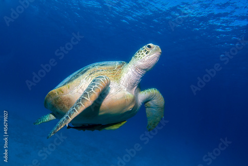 Chelonia mydas  green sea turtle swims towards the surface