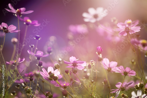 Field of colorful cosmos,pastel tone.