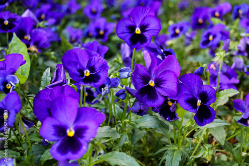 selective focus  several species in the melanium section of the viola genus  particularly the blue pansy  a wildflower species of Europe and Asia.